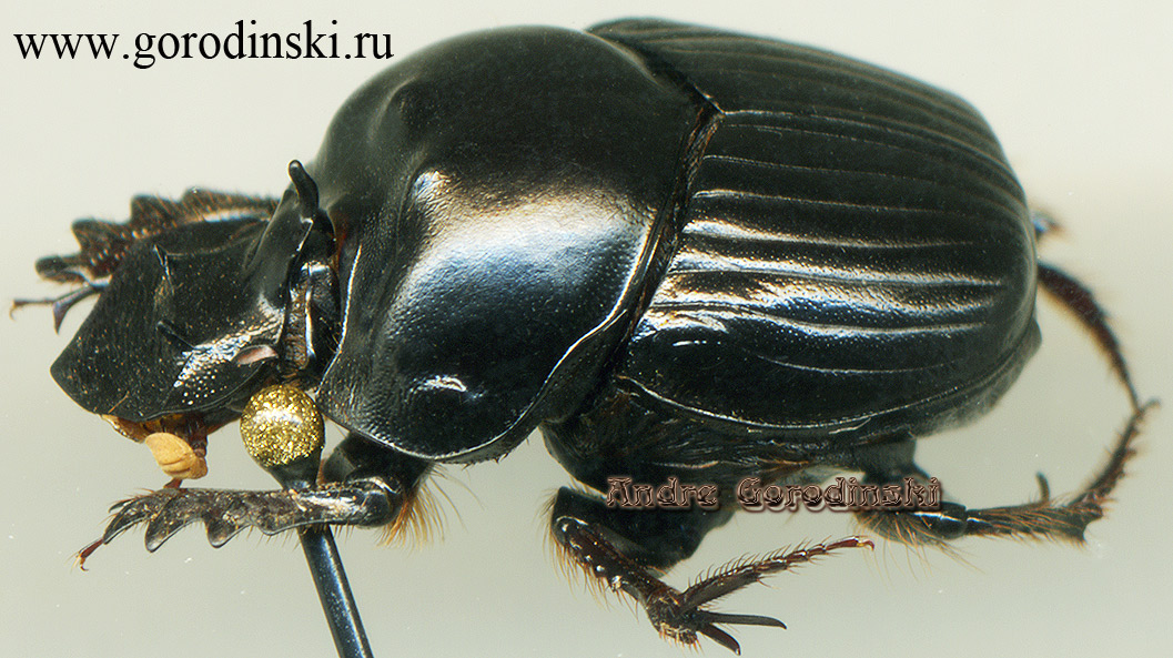 http://www.gorodinski.ru/scarabs/onthophagus manipurensis.jpg